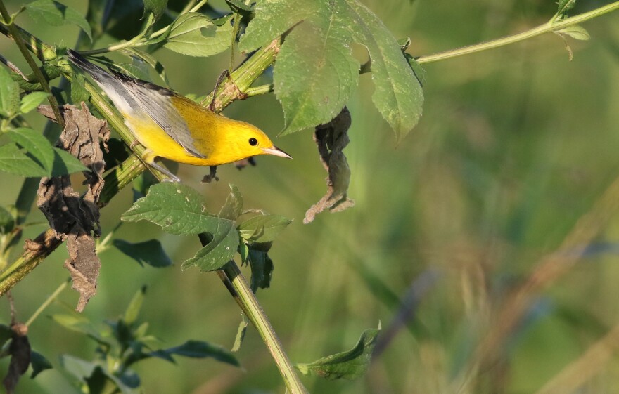 A Prothonotary Warbler is a songbird that spends the summer in the wooded areas of Ensley Bottoms.