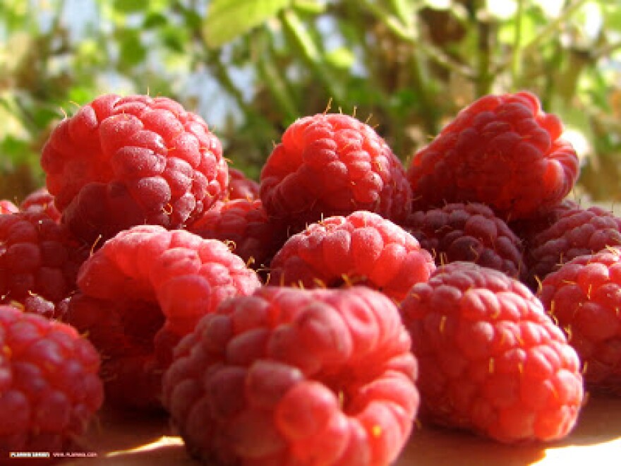 Photo of red raspberries