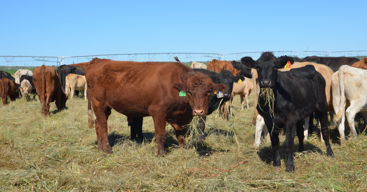 Sonora confirms first case of New World screwworm parasite