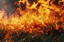 Grass in flames as part of a controlled burn. Creative Banner. Copyspace image