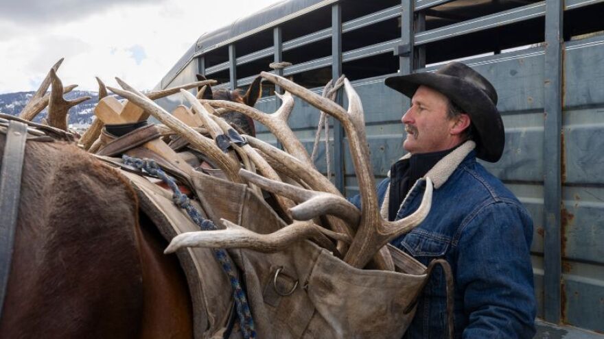 Shed hunter Joe Beard lifts a heavy pannier full of elk antlers on the opening day of the Wyoming shed hunt on May 1, 2024 in the Bridger-Teton National Forest near Jackson, Wyoming.