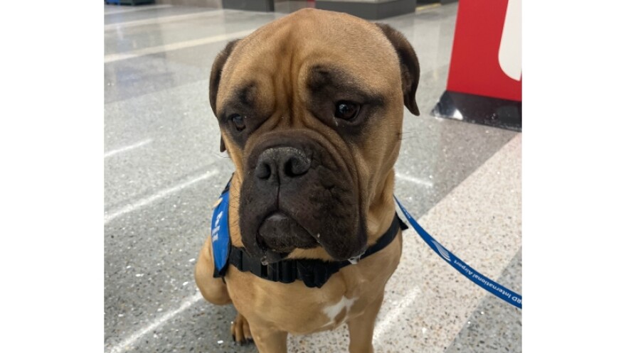 Poohtine, a West Michigan Therapy dog, works at the Ford Int'l Airport