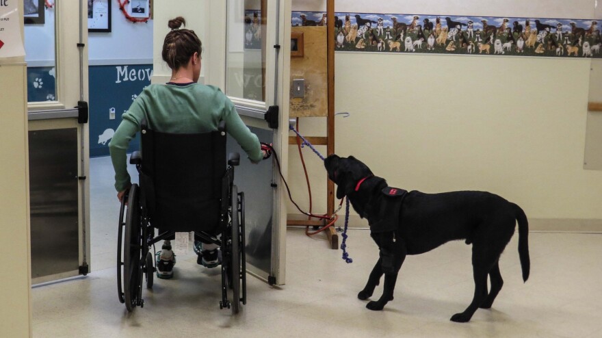 Rescue helps Jessica Kensky with a door. Kensky's husband, Patrick Downes, says Rescue makes them laugh "10, 20, 50 times more a day."