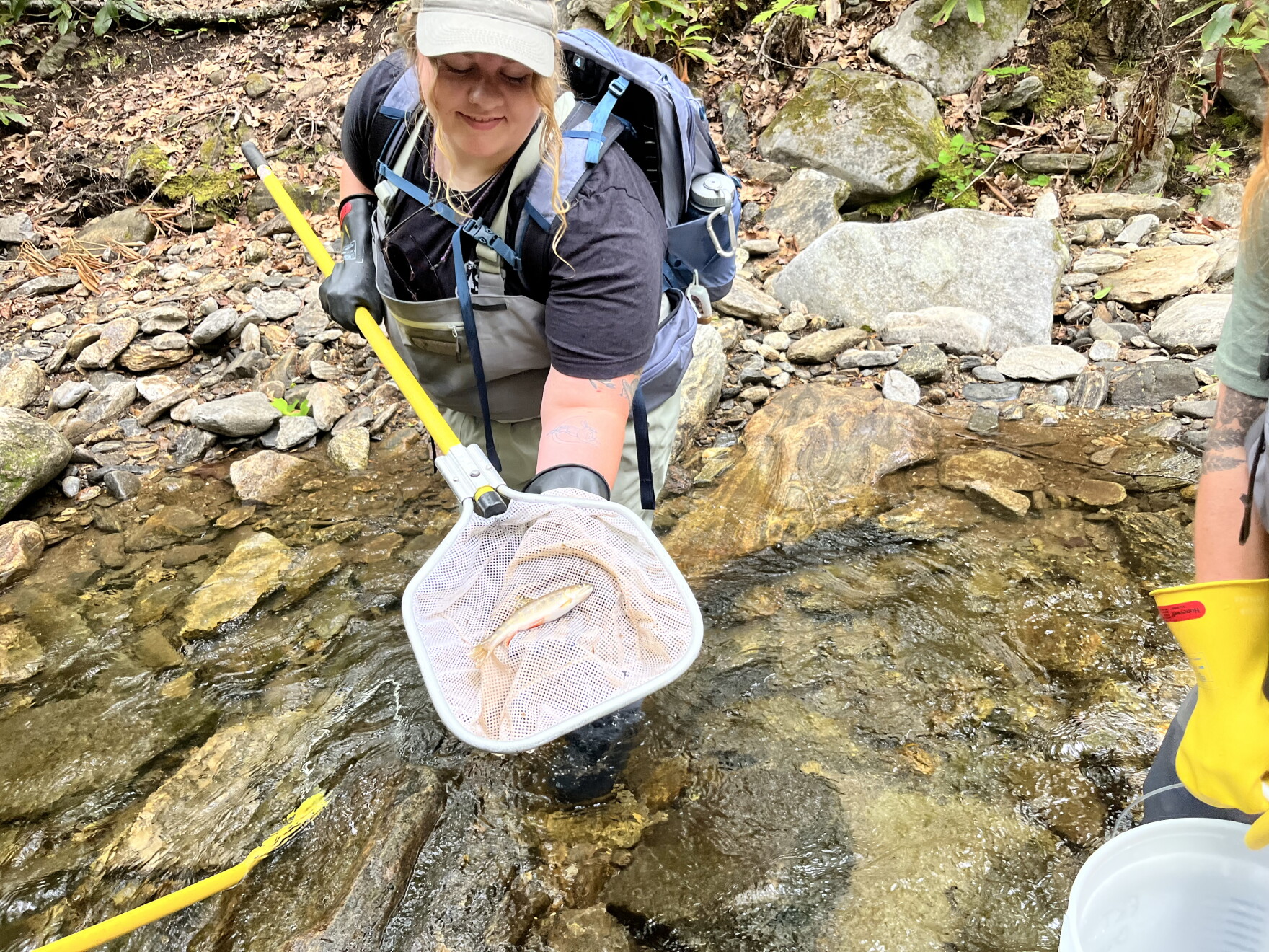 Brook Only These scientists are trying to save Southern Appalachia's only native ...