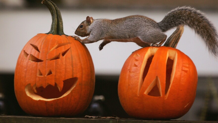 A squirrel investigates Halloween jack-o'lanterns in Washington, D.C. Analysts say spending for holiday decor, candy and costumes is strong this year.