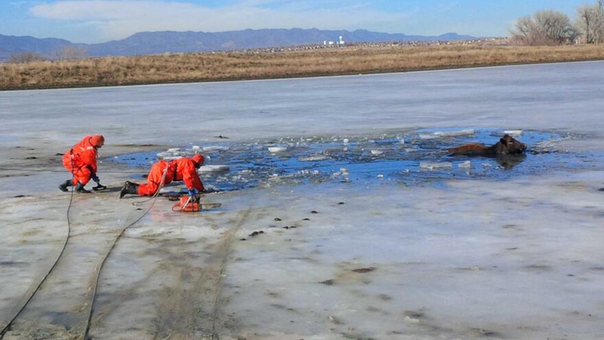 Firefighters cut through the half-foot thick ice to rescue two cows stranded in a frozen pond.