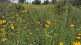 Acres and acres of Collier County Conservation Pepper Ranch Preserve are transformed into a sea of gold each October as the native wildflowers known as Southeastern sunflowers reach full bloom.