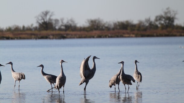 Sandhill cranes in Salt Plains National Wildlife Refuge