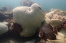 In this image provide by NOAA, a fish swims near coral showing signs of bleaching at Cheeca Rocks off the coast of Islamorada, Fla., on July 23.