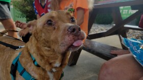 Cheese the Louisville Metro Animal Services dog licks his lips preparing to eat more havarti cheese 