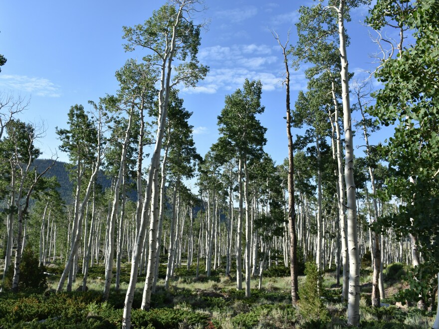 Pando is actually a clone, which means all the individual "stems" seen here are genetically identical.