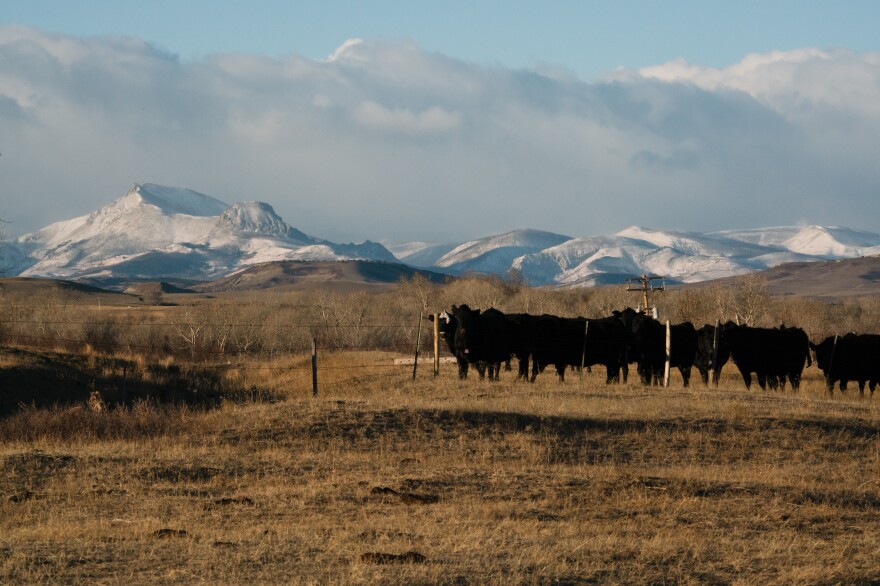 Some of Bradley's cows stand in their pasture on the Rocky Mountain Front. As the grizzly population has rebounded, they've spread off of the neighboring mountains into the more-populated plains.