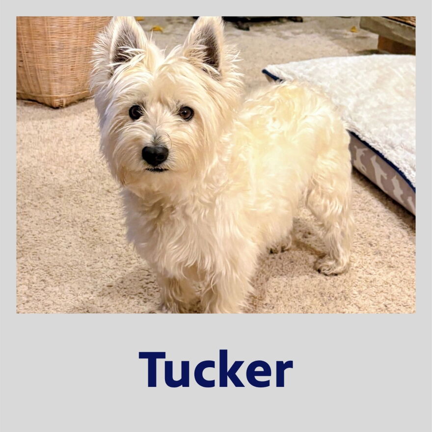 Photo of Tucker the dog in a polaroid frame with their name in bold, blue text underneath.