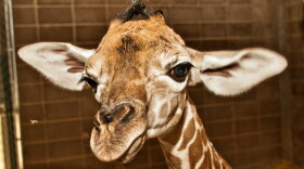 Zoo officials hope Kyah will be returned to her mother at the zoo soon after the surgery, and say she could be back on her feet within two weeks.