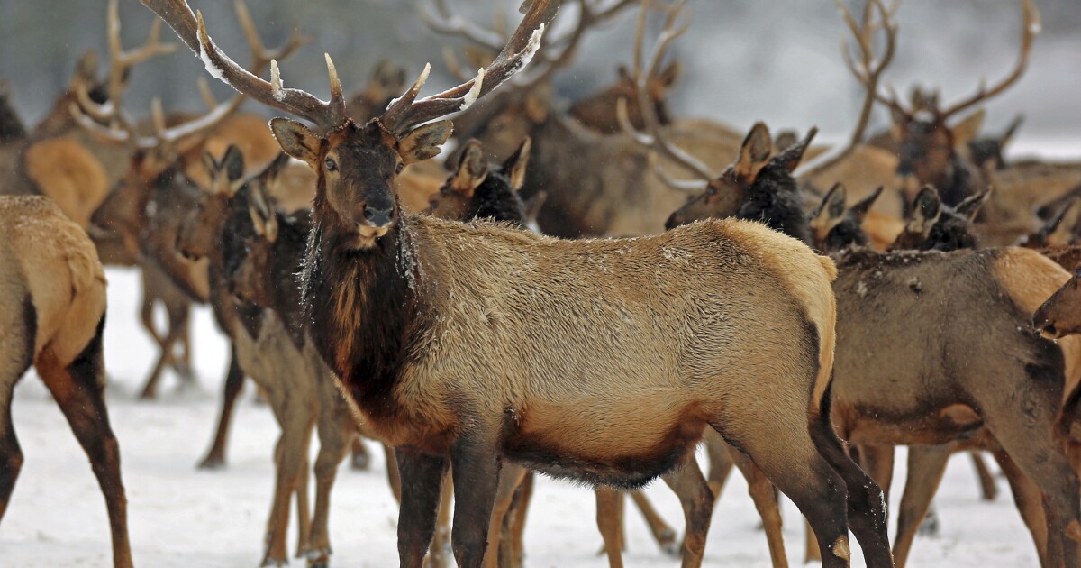 Idaho just received its second domestic case of Chronic Wasting Disease: What is it and what does that mean?