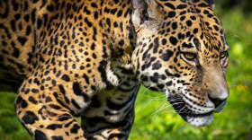Mesker Park Zoo's jaguar Beliza