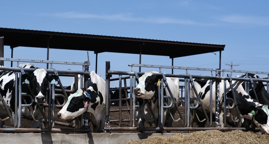 A group of dairy cows chew on some feed in southwest Kansas.