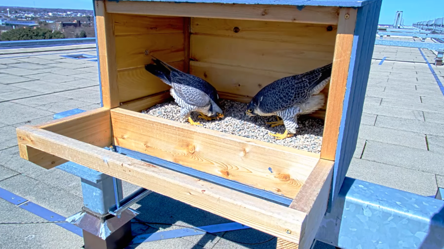 A nesting box atop Spartan Stadium has attracted a pair of peregrine falcons.