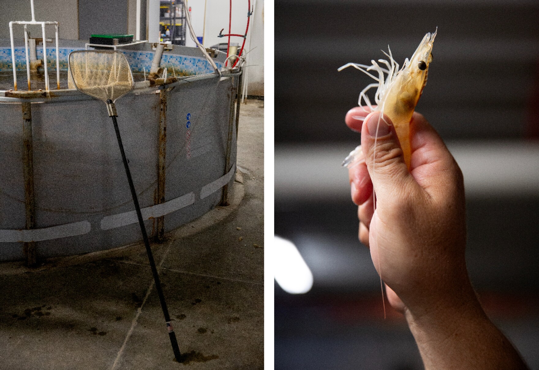 Shrimp in Missouri? These farmers are raising fresh seafood far from ...
