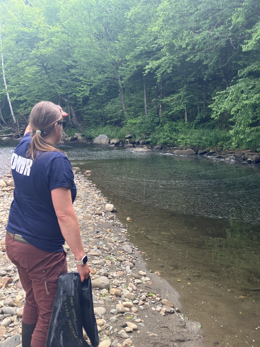 Maine Department of Marine Resources biologist Jennifer Noll watches an adult salmon swim off after transferring the fish to the Sandy River.