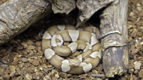 Copperhead snakes can be found as far north as New England and as far south as Mexico. 