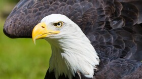 Bald eagle — Alaska