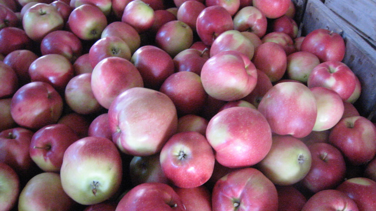 Fruit growers in western Massachusetts assessing crop loss after May freeze - Vimarsana News