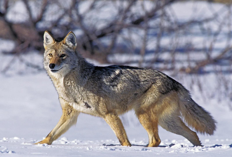 Kill tags, coyotes and duct tape