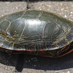 A painted turtle is mostly retreated into its shell with its head poking out.