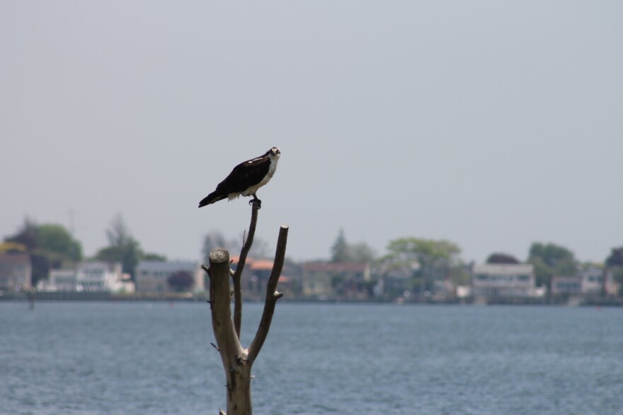 Osprey — Oceanside, N.Y.