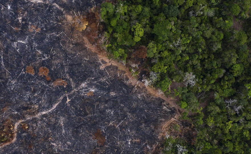 A burned area of the Amazon rainforest in Para state, Brazil, in 2019. A growing body of evidence shows that forest loss and fragmentation can increase the risk of animal-borne infectious disease like coronaviruses.