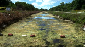 Hydrilla-choked canal outside Everglades Natl. Park, re pollutant-proliferating, nutrient-fed algae in pollution-endangered wetlands.