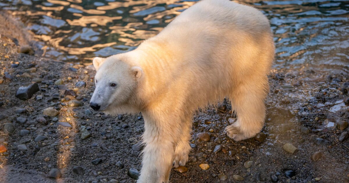 St. Louis Zoo to welcome female polar bear in bid to boost endangered ...