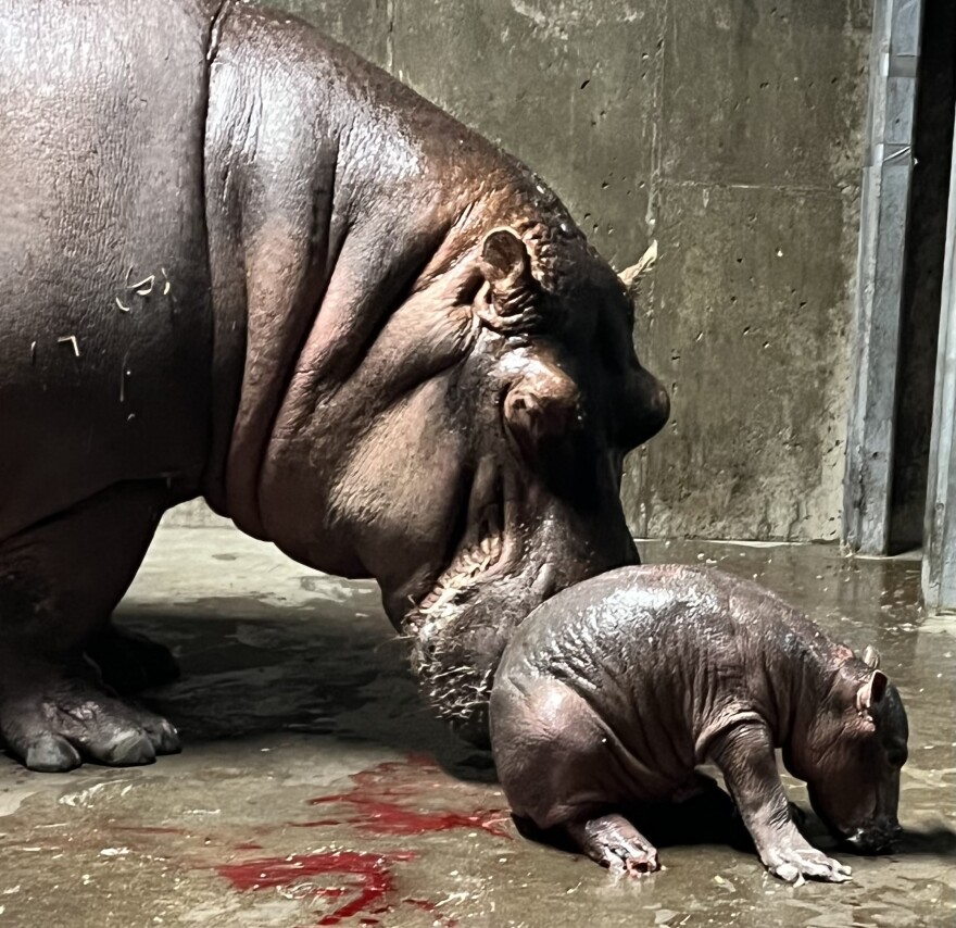 Bibi gave birth around 10 p.m. Wednesday, according to zoo staff.