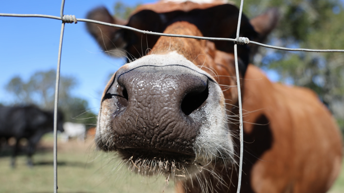 From farm not to table: Sanctuaries in Alachua County provide refuge to farm animals in need - Vimarsana News