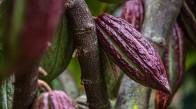 An unripe cacao fruit hanging from a tree at Kamananui Cacao Orchards. (March 16, 2026)