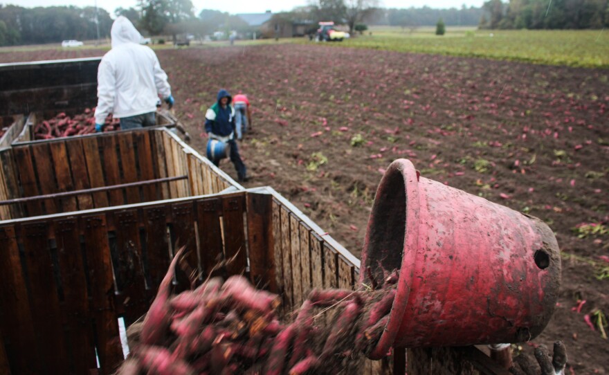 Buckets of sweet potatoes go into bins on a flatbed truck.