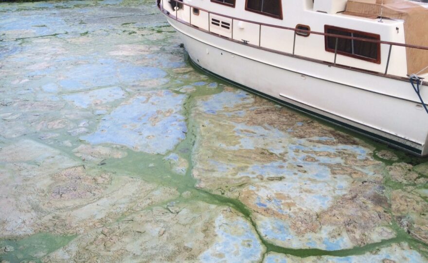 Algae covered water at Stuart's Central Marine boat docks is thick, Thursday, June 30, 2016, in Stuart, Fla. Officials want federal action along a stretch of Florida's Atlantic coast where the governor has declared a state of emergency over algae blooms. The blue-green algae is the latest contaminant in yearslong arguments over water flowing from Lake Okeechobee. Lawmakers say a southwest Florida county should be added to the state of emergency declared over an algae bloom on the Atlantic coast. (AP Photo/Terry Spencer)