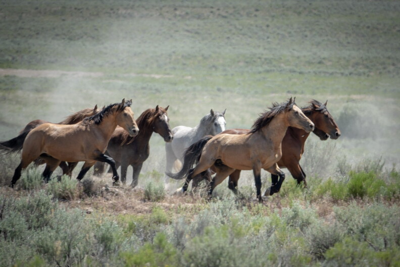 Wild horses run free on the Sands Basin Herd Management Area About 13 miles southwest of Homedale. The herd's bay, brown and black horses also include some paints, pintos, chestnuts and even some Appaloosas.