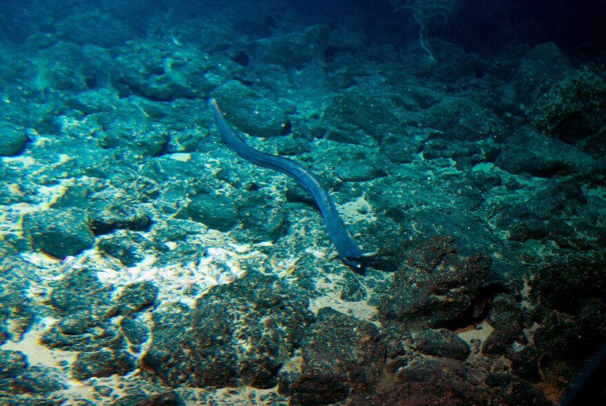 An eel swims toward the Pisces V submersible at the summit of the Cook seamount during a dive off the coast of Hawaiʻi Island on Sept. 6, 2016.