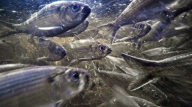 River herring, also known as alewives, swim in a stream on May 16, 2021, in Franklin, Maine. The fish were once headed for the endangered species list but have been making a comeback in some U.S. states.