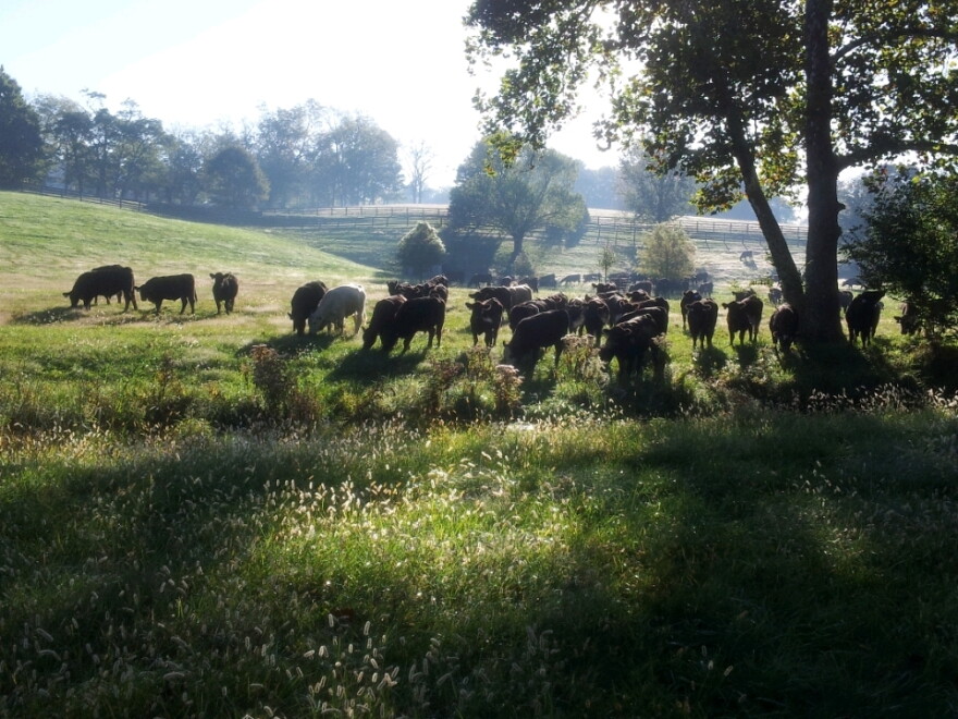 Beef cattle grazing in Jessamine County.