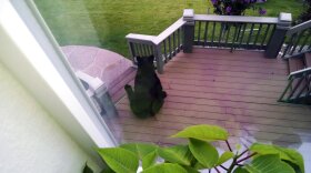 A black bear sits on a red deck behind a home.