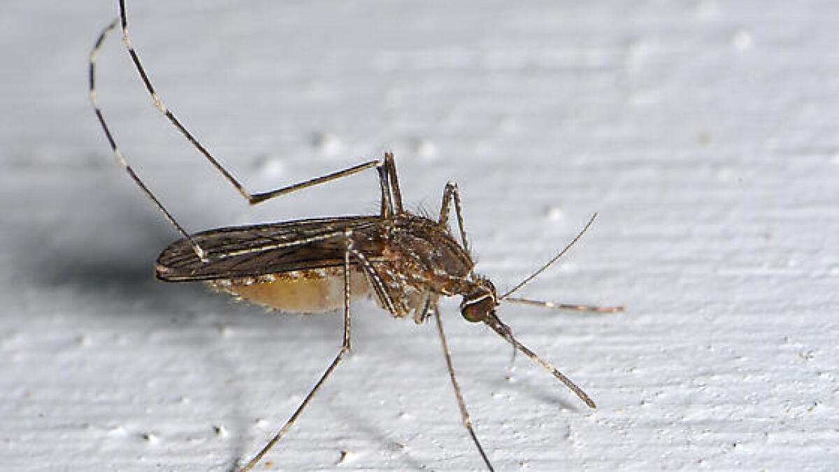 Cass County acts against mosquito boom - Vimarsana News