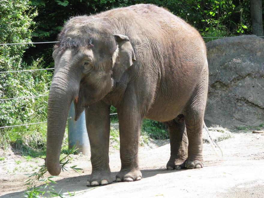  Bamboo, one of two elephants at Woodland Park Zoo, is being sent to Oklahoma with Chai.