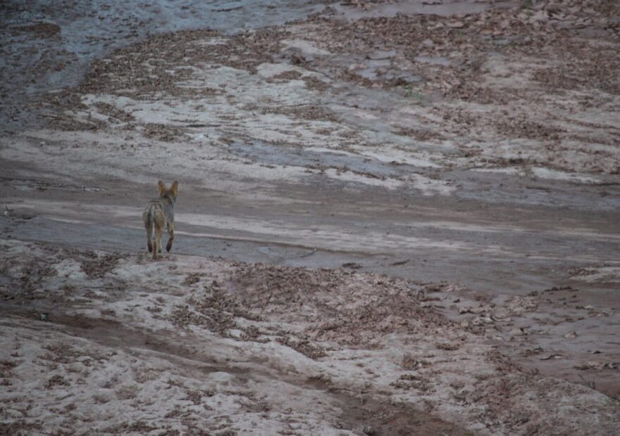A coyote searches for water in the channel of the dry Rio Grande in Albuquerque in August 2025.