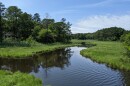 A creek surrounded by thick grass