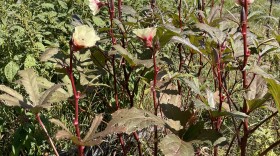 A plant with red stalks, and pale yellow flowers.