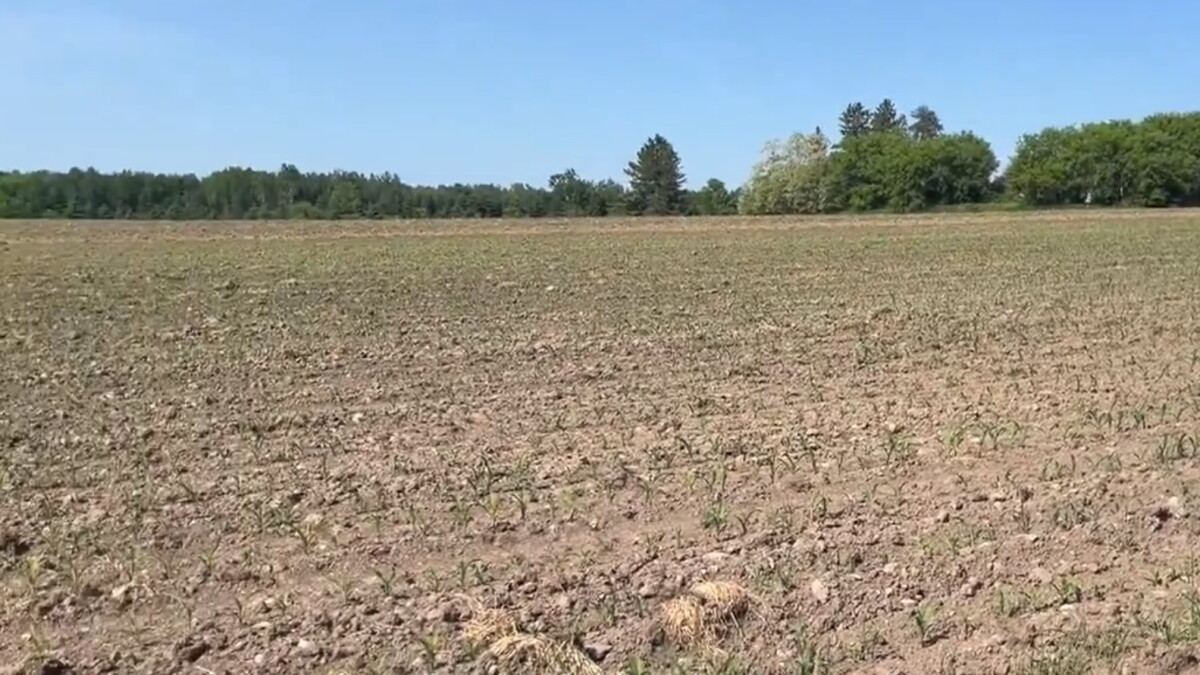 Dry conditions slowing down crops in central Wisconsin - Vimarsana News