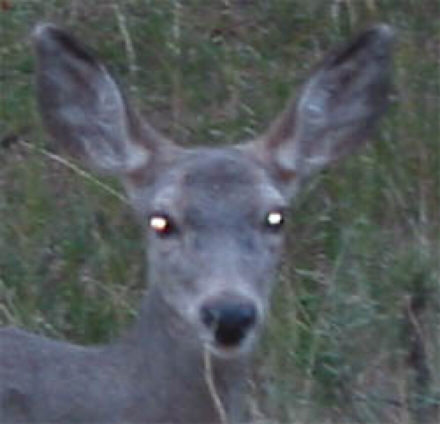 Deer Eyeshine